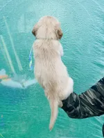 S Mr Light Blue, a male Golden Retriever for sale in Tallahassee, FL – 5 of 10