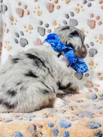 H Mr Grey (formally Brown), a male Miniature Australian Shepherd for sale in Tallahassee, FL – 4 of 8