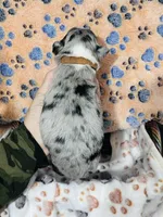 H Mr. Brown, a male Miniature Australian Shepherd for sale in Tallahassee, FL – 3 of 3