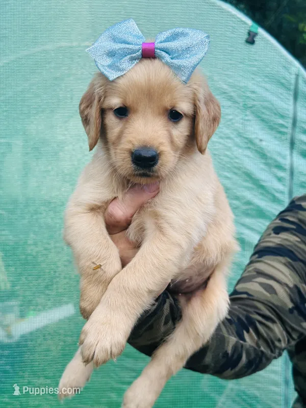 S Miss Pink – Golden Retriever puppy for sale in Tallahassee, FL