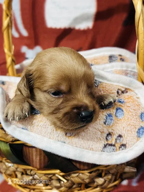 L Mr Gray – Golden Retriever puppy for sale in Tallahassee, FL