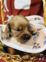 L Mr Gray, a male Golden Retriever for sale in Tallahassee, FL – 1 of 3