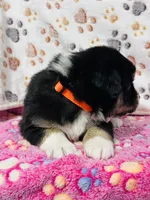 H Miss Orange, a female Miniature Australian Shepherd for sale in Tallahassee, FL – 4 of 10