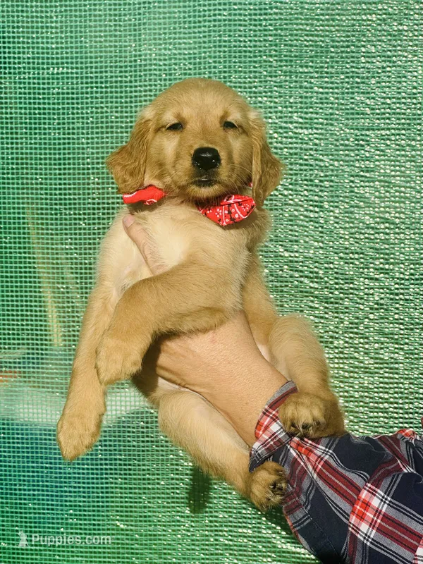 L Miss Pink – Golden Retriever puppy for sale in Tallahassee, FL