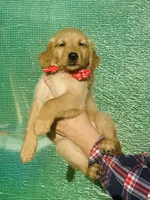 L Miss Pink, a female Golden Retriever for sale in Tallahassee, FL – 1 of 7