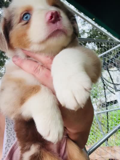 R Miss Pink, a female Miniature Australian Shepherd for sale in Tallahassee, FL – 4 of 10