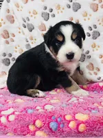 H Miss Black , a female Miniature Australian Shepherd for sale in Tallahassee, FL – 5 of 10