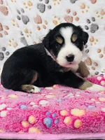 H Miss Black , a female Miniature Australian Shepherd for sale in Tallahassee, FL – 4 of 10