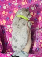 H Miss Lime Green, a female Miniature Australian Shepherd for sale in Tallahassee, FL – 4 of 4