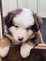R Mr Green, a male Miniature Australian Shepherd for sale in Tallahassee, FL – 2 of 9