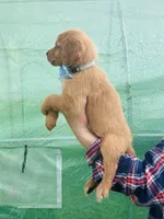 L Mr Gray, a male Golden Retriever for sale in Tallahassee, FL – 4 of 8