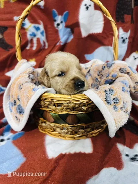 S Mr.Cream – Golden Retriever puppy for sale in Tallahassee, FL