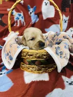 S Mr.Cream, a male Golden Retriever for sale in Tallahassee, FL – 1 of 3