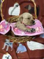 L Miss Pink, a female Golden Retriever for sale in Tallahassee, FL – 3 of 3