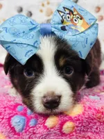 H Miss Blue , a female Miniature Australian Shepherd for sale in Tallahassee, FL – 2 of 7