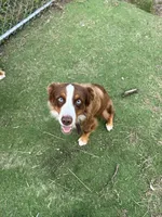 Moose, a male Miniature Australian Shepherd for sale in Tallahassee, FL – 5 of 5