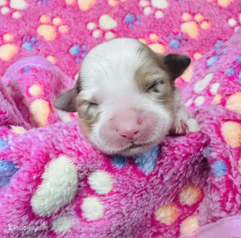 R Miss Pink – Miniature Australian Shepherd puppy on hold in Tallahassee, FL
