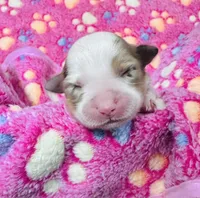 R Miss Pink, a female Miniature Australian Shepherd for sale in Tallahassee, FL – 1 of 2