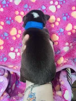 H Miss Blue , a female Miniature Australian Shepherd for sale in Tallahassee, FL – 3 of 3