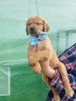 L Mr Gray, a male Golden Retriever for sale in Tallahassee, FL – 2 of 8