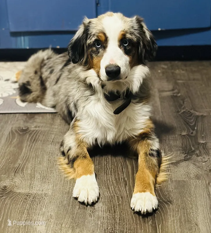 Rhea  – Miniature Australian Shepherd puppy for sale in Tallahassee, FL