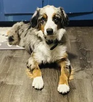 Rhea , a female Miniature Australian Shepherd for sale in Tallahassee, FL – 1 of 6