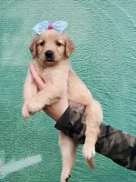 S Miss Pink, a female Golden Retriever for sale in Tallahassee, FL – 2 of 8