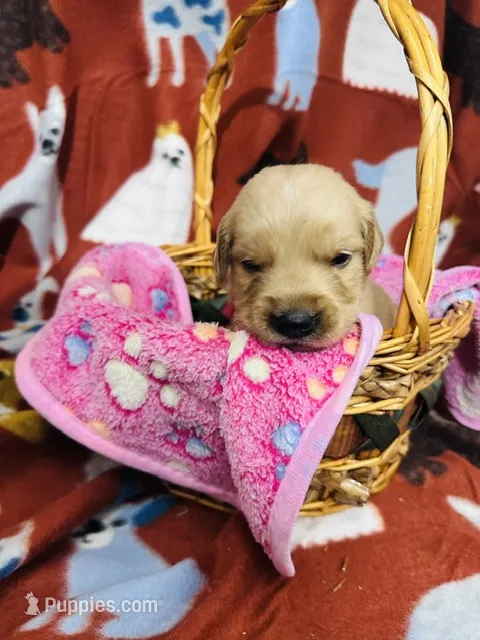 S Miss Pink – Golden Retriever puppy for sale in Tallahassee, FL