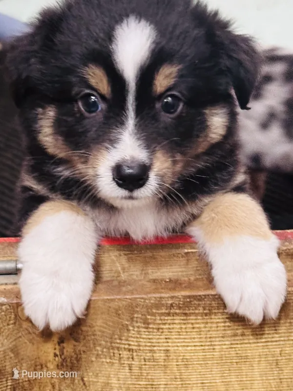 H Miss Orange – Miniature Australian Shepherd puppy for sale in Tallahassee, FL