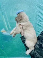 S Miss Purple, a female Golden Retriever for sale in Tallahassee, FL – 2 of 7