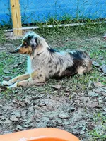 Honey Mae, a female Miniature Australian Shepherd for sale in Tallahassee, FL – 2 of 3