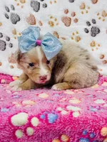 H Miss Lime Green, a female Miniature Australian Shepherd for sale in Tallahassee, FL – 2 of 10