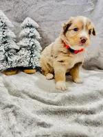 Miss Orange, a female Miniature Australian Shepherd for sale in Tallahassee, FL – Photo 1 of 2