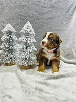 Miss Pink, a female Miniature Australian Shepherd for sale in Tallahassee, FL – Photo 1 of 2