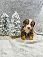 Miss Pink, a female Miniature Australian Shepherd for sale in Tallahassee, FL – Photo 2 of 2