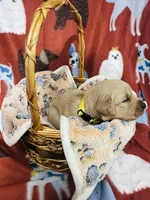 L Mr Yellow, a male Golden Retriever for sale in Tallahassee, FL – 3 of 3