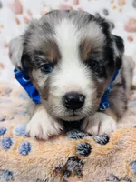 H Mr Grey (formally Brown), a male Miniature Australian Shepherd for sale in Tallahassee, FL – 2 of 8