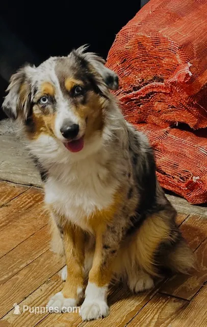 Honey Mae – Miniature Australian Shepherd puppy for sale in Tallahassee, FL