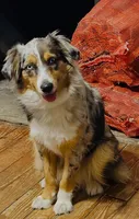 Honey Mae, a female Miniature Australian Shepherd for sale in Tallahassee, FL – 1 of 3
