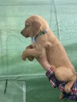 L Mr Grey RedBone, a male Golden Retriever for sale in Tallahassee, FL – 2 of 8