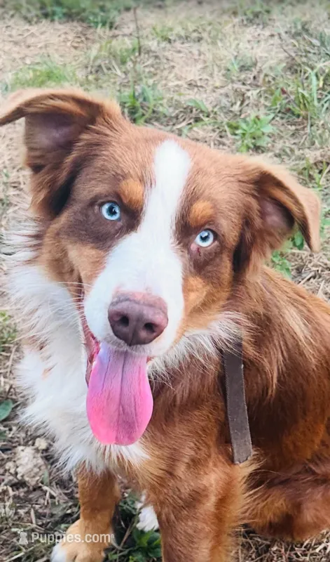Moose – Miniature Australian Shepherd puppy for sale in Tallahassee, FL