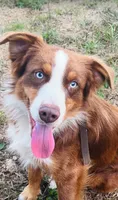 Moose, a male Miniature Australian Shepherd for sale in Tallahassee, FL – 1 of 5