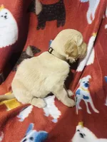 S Mr. Brown, a male Golden Retriever for sale in Tallahassee, FL – 2 of 3