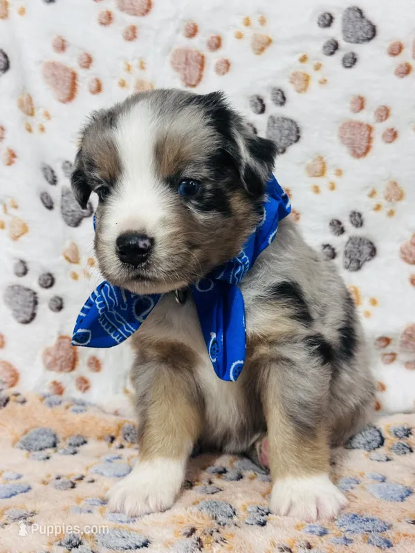 H Mr Grey (formally Brown) – Miniature Australian Shepherd puppy for sale in Tallahassee, FL