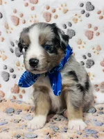 H Mr Grey (formally Brown), a male Miniature Australian Shepherd for sale in Tallahassee, FL – 1 of 8