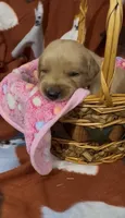 S Miss Pink, a female Golden Retriever for sale in Tallahassee, FL – 3 of 3