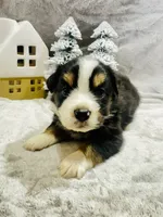 Mr. Green, a male Miniature Australian Shepherd for sale in Tallahassee, FL – Photo 1 of 2