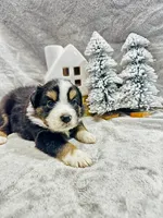 Mr. Green, a male Miniature Australian Shepherd for sale in Tallahassee, FL – Photo 2 of 2