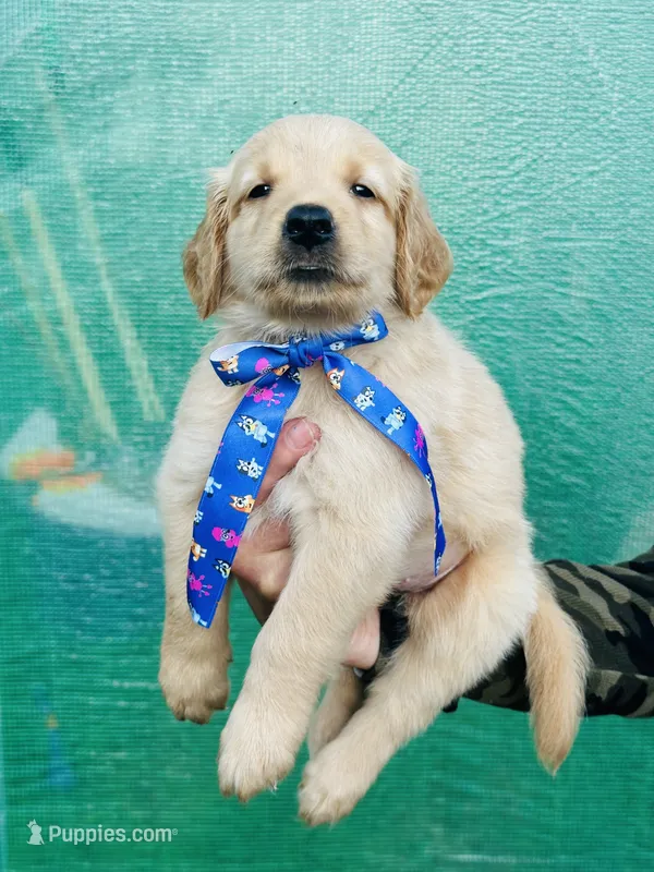 S Mr Orange – Golden Retriever puppy for sale in Tallahassee, FL