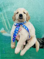 S Mr Red, a male Golden Retriever for sale in Tallahassee, FL – 1 of 7